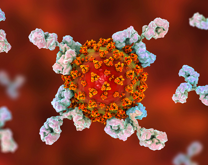 Антитела против COVID-19 могут сохраняться только 2-3 месяца. Долгосрочный иммунитет под сомнением 