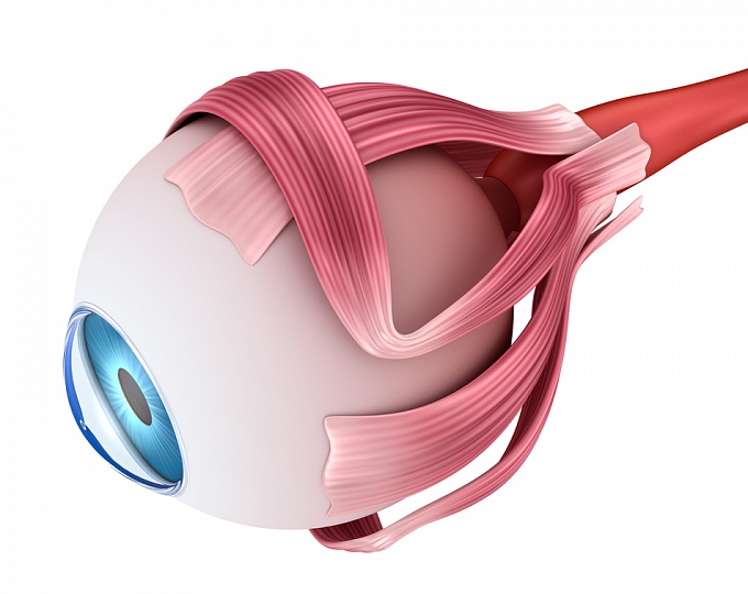 Неожиданная связь между низким весом при рождении и измененной анатомией глаз во взрослом возрасте 