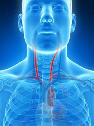 Исходы стентирования и эндартерэктомии у пациентов со стенозом сонных артерий