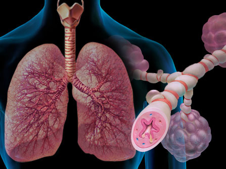 Поздний дебют бронхиальный астмы ведет к повышению сердечно-сосудистого риска
