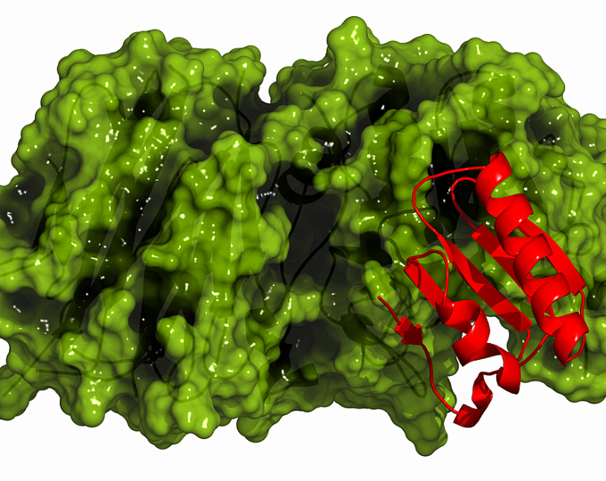 Раннее ингибирование PCSK9 при ОИМ