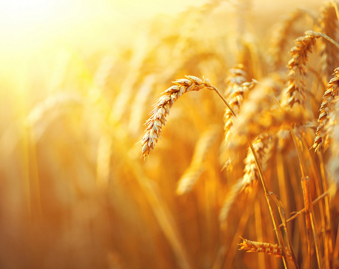 Железо в пшеничной муке: есть ли шанс победить анемию?