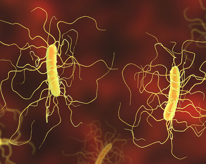Помогут ли антитела в борьбе с инфекцией Clostridioides difficile? 