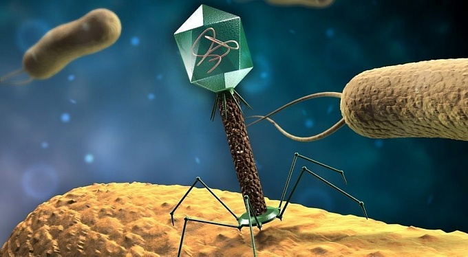 Рациональное применение бактериофагов в лечебной и противоэпидемической практике