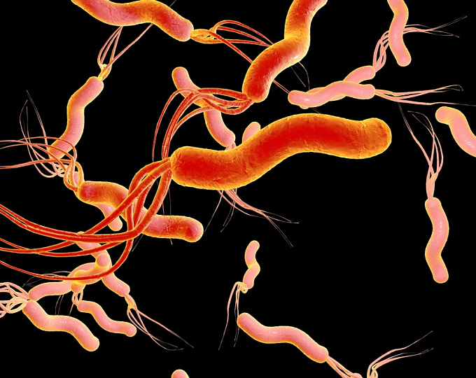 FDA одобрило новую схему для терапии инфекции Helicobacter pylori