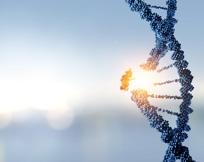 Как носительство APOE ε4 отражается на возрастном снижении когнитивных функций?