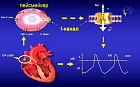 Частота сердечных сокращений как фактор сердечно – сосудистого риска у больных с ОКС и стабильной стенокардией напряжения