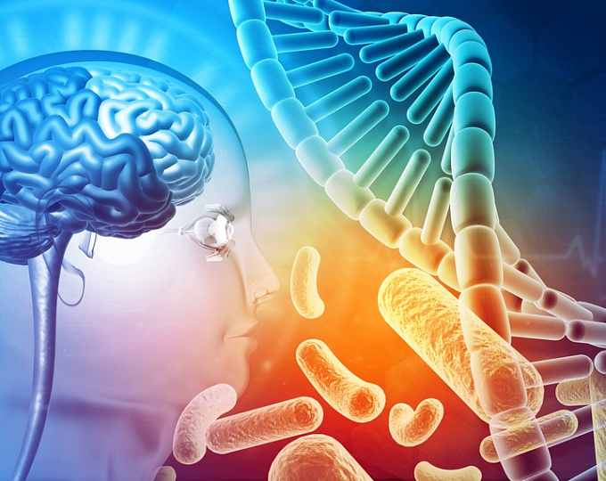 Могут ли пробиотики улучшать когнитивные показатели?