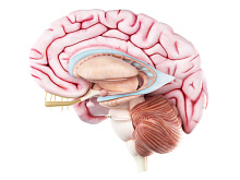 Области мозга, связанные с неблагоприятными исходами у пациентов, перенесших инсульт
