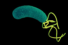 Сможет ли рифабутин стать новым препаратом для лечения Helicobacter pylori?