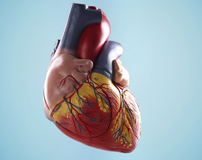 Прекращение антикоагулянтной терапии после успешной аблации фибрилляции предсердий