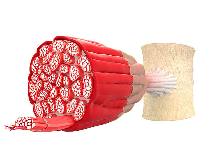 Скелетная мышечная масса, абдоминальное ожирение и риск развития сахарного диабета 2-го типа