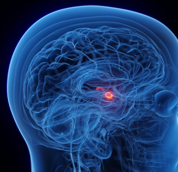 Употребление табака и каннабиса снижает объем головного мозга