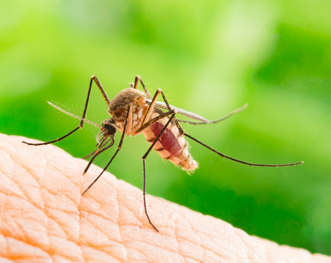 Профилактика малярии с помощью биологической терапии: миф или реальность?