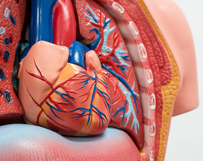 Как изменилась заболеваемость и распространенность гипертрофической кардиомиопатии в последние 30 лет?
